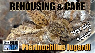 Pterinochilus lugardi "Fort Hall Baboon" Rehouse and Care