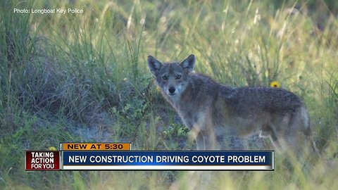 Longboat Key holds emergency meeting on coyote problem