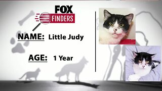 FOX Finders Pet Finder - Little Judy
