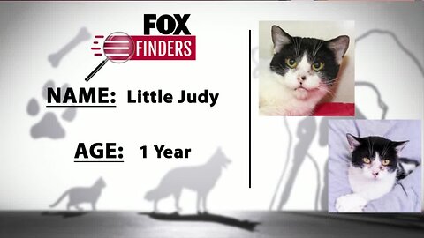 FOX Finders Pet Finder - Little Judy