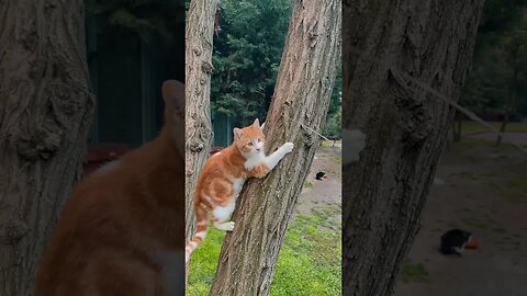 Cats climbing tree #shorts #pets #petlover #cats #cat #catlovers