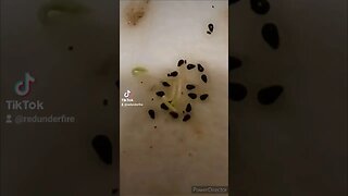 Germinating #dragonfruit seeds for #survivalgarden #selfsufficient #homestead #cactus