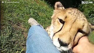 Une femelle guépard retrouve sa "mère adoptive"