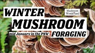 WINTER MUSHROOM FORAGING- mid January mushroom identification in the Pacific Northwest