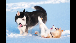 Games of two husky dogs in winter