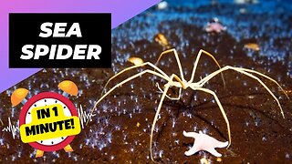 Sea Spider - In 1 Minute! 🌊 The Giant Spider Of The Sea | 1 Minute Animals