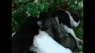 Cat Adopts Puppies