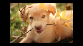 Funny and Cute Dogs Moments 2021