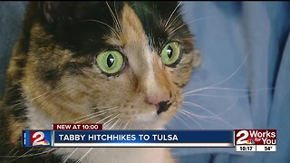 Tabby cat hitches ride from Mustang to Tulsa