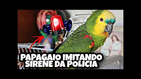 Parrot Imitating Police Siren - Siren For Parrot Learn
