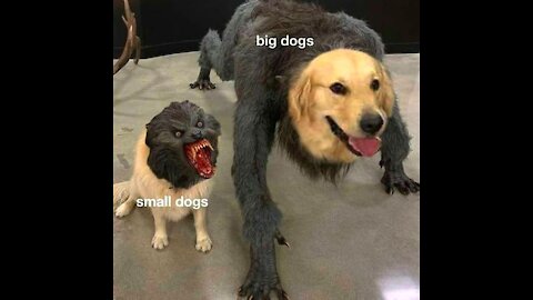 An Unpopular Opinion About big dog vs small comparision😂