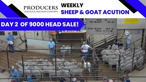 6/7/2023 - Producers Livestock Auction Company Sheep & Goat Auction