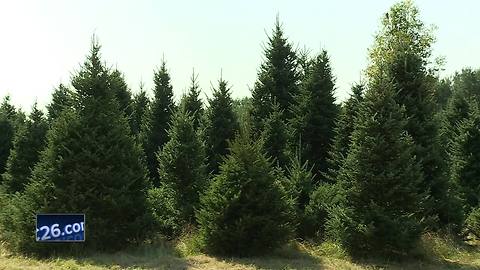 White House selects Christmas tree from Shawano