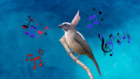 Iron cracking bird singing in hand!♾