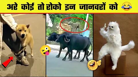 funny animals moments ! funny cats videos ! cute cats video ! animals fails in 2023.