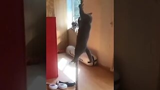 CAT VIDEO