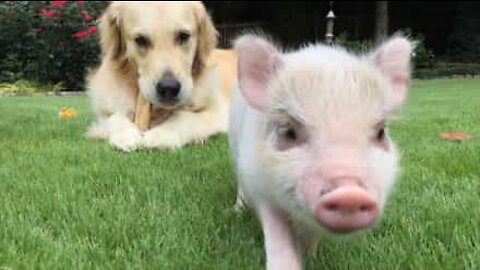 Amizade inesperada entre porco bebé e cão!