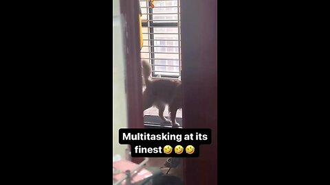 multi tasking dog