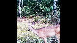 deer eating