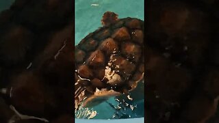 loggerhead turtle at the aquarium p2