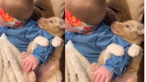 Sweet pup and her owner's baby are best friends
