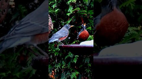 Let’s Meet for a Drink! #birds #nature #shorts