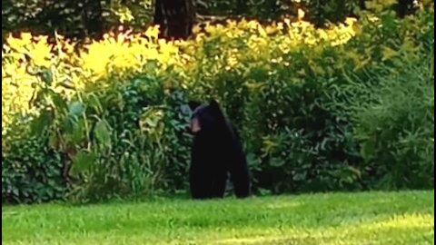 Vermont Black Bear Comes Into Our Back Yard and Scares Our Chickens!