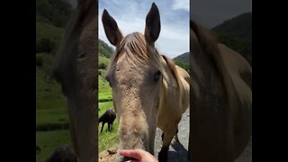 Arthur the Rescue Horse Says Merry Christmas