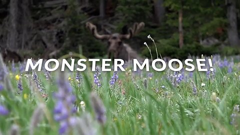 Wyoming Monster Moose in velvet!