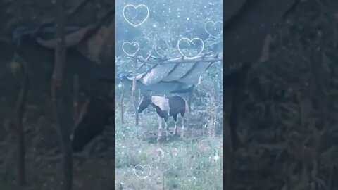 New cute horse video 2022,#shorts#,#horse moments video#,#animallove#