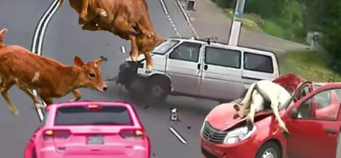 Aghast! Animals Miraculously Escaped Death In Horrific Collisions With Vehicles