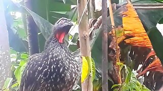 Jacu com fome em busca de comida