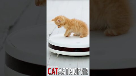 😼 #CATASTROPHE - Envy in the Air: Ginger Kitten's Epic Robot Vacuum Adventure 🐈