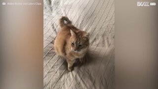 Ce chat fait semblant d'être touché par balle!