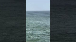 الدلافين تصطاد في شواطئ ميرلفت 😍