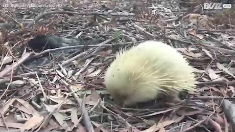 Equidna-de-focinho-curto albino filmado num parque natural