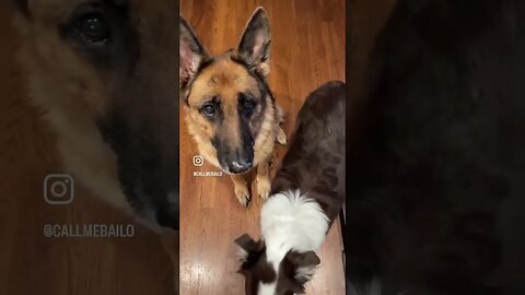 Doggos Being Good For Snacks