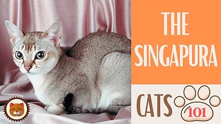 🐱 Cats 101 🐱 SINGAPURA CAT - Top Cat Facts about the SINGAPURA