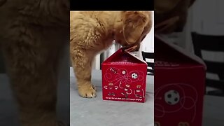 Puppy Loves McDonald's! Try Not To Laugh! #shorts #shortsviral #puppy @FunnyAnimalsMovieQuotes