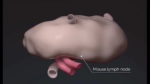 A journey through the lymph node
