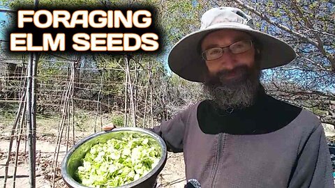 Foraging Elm Seeds
