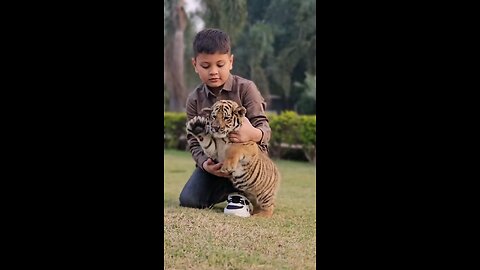 baby tiger playing with little boy