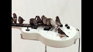 Rock 'n' Roll Birds