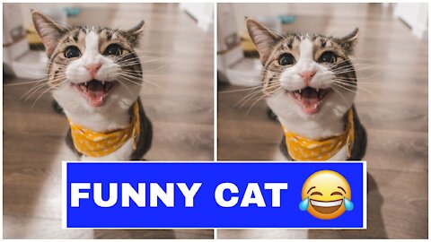 FUNNY CAT 🤣🤣🤣