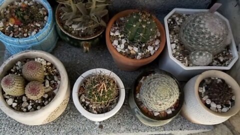 My collection succulents plants and Cactus | Plantita | Roosterjane