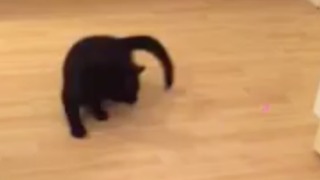 CUTE! Dizzy laser chasing cat