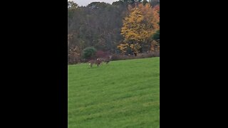 Good Morning! (Whitetail Deer)