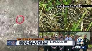 Martin County Sheriff's Office sends warning about picking palmetto berries