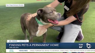 Pet of the Week: Thor