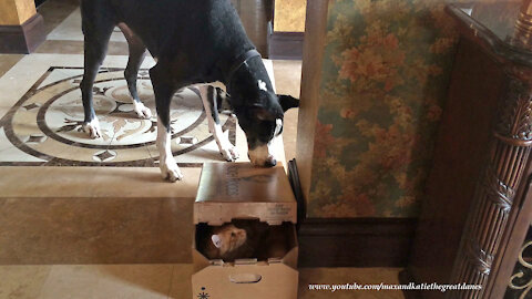 Cat Watches As Funny Great Dane Traps A Cat In A Box